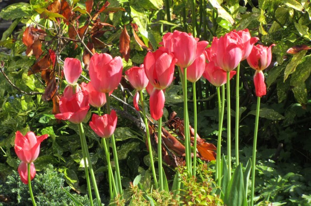 Tulips against other foliage