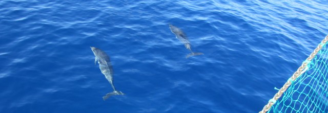 Sapphire sea and dolphins